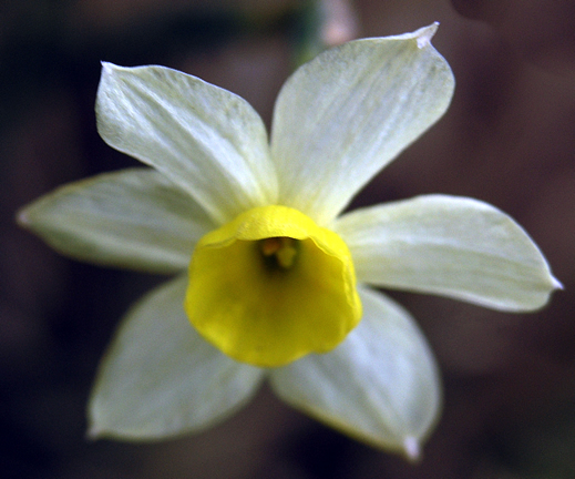 Narcissus Minnow.JPG